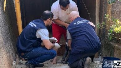 Casos de leishmaniose visceral canina conta com investigação de Jundiaí na cidade de Itatiba