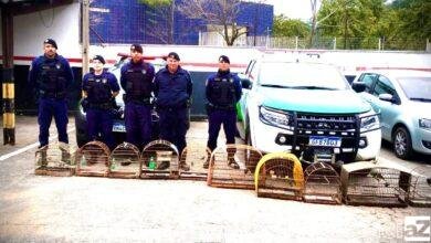 Aves silvestres em cativeiro são resgatadas pela GCM