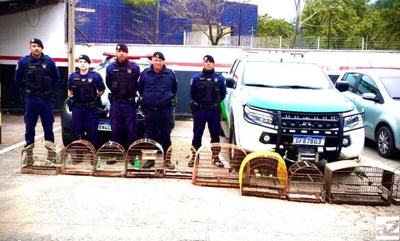 Aves silvestres em cativeiro são resgatadas pela GCM