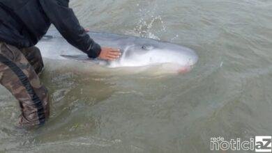 VÍDEO – Golfinho de espécie de cachalote-pigmeu é encontrado sangrando em Santos