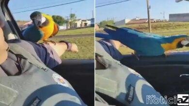 VÍDEO - Arara pega carona em viatura da Polícia Militar