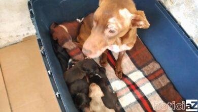 Homem é preso após denúncias de maus tratos animais