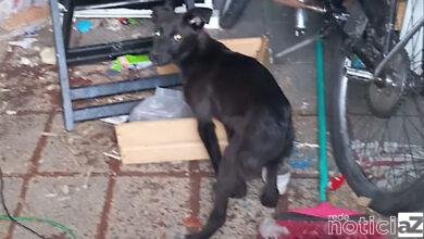 Cachorro é resgatado em situação de maus tratos em Várzea Paulista