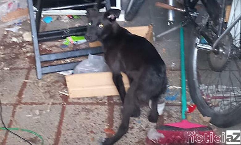 Cachorro é resgatado em situação de maus tratos em Várzea Paulista