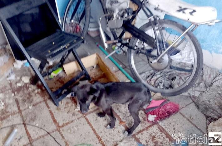 Cachorro é resgatado em situação de maus tratos em Várzea Paulista