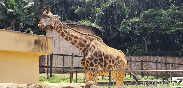 Zoológico celebra o Dia dos Pais com entrada gratuita