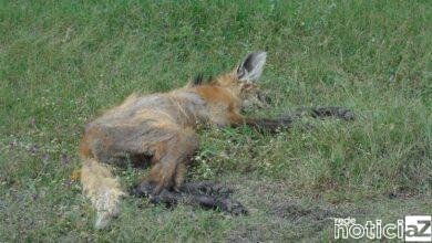 Lobinho-Guará é resgatado com caso grave de sarna