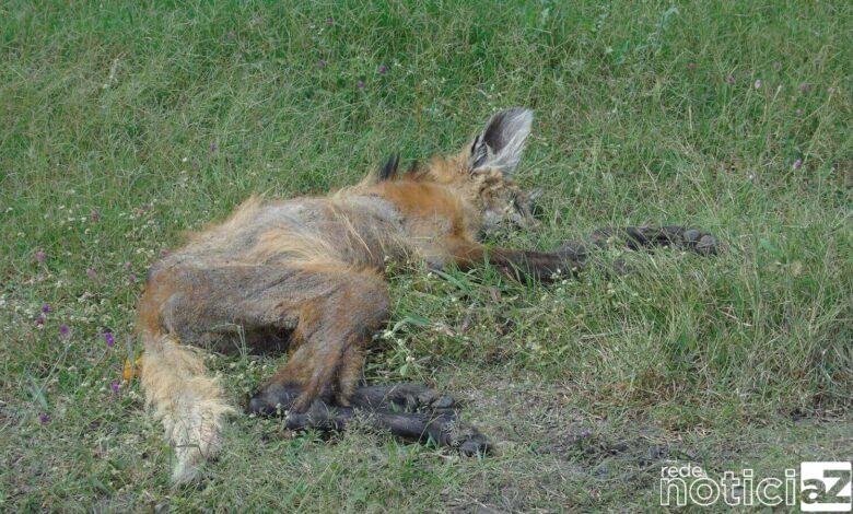 Lobinho-Guará é resgatado com caso grave de sarna