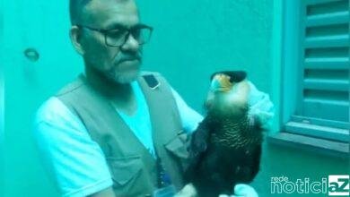 Duas aves silvestres são resgatadas em Várzea Paulista