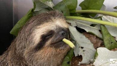 Bicho-preguiça fêmea recebe tratamento na Mata Ciliar