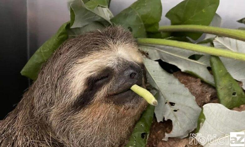 Bicho-preguiça fêmea recebe tratamento na Mata Ciliar