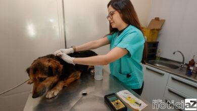 Mil animais já estão microchipados em Jundiaí