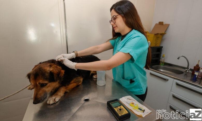 Mil animais já estão microchipados em Jundiaí
