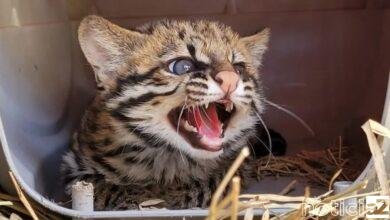 Mata Ciliar recebe filhote de gato-do-mato-pequeno