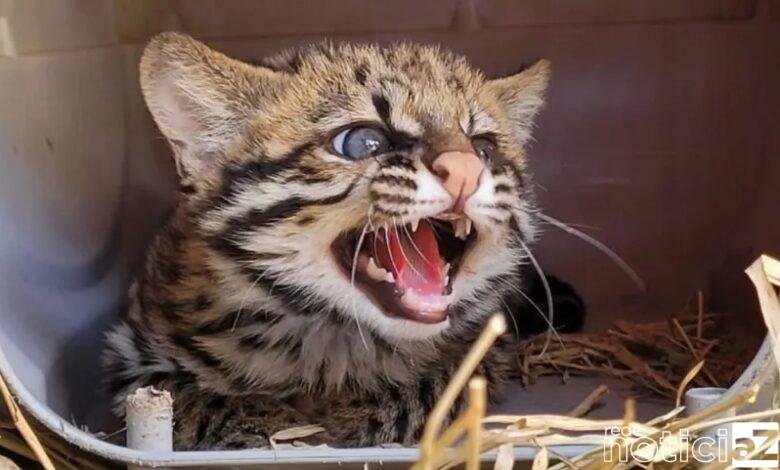 Mata Ciliar recebe filhote de gato-do-mato-pequeno