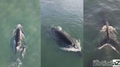 VÍDEO - Baleias são avistadas em Praia e encantam banhistas