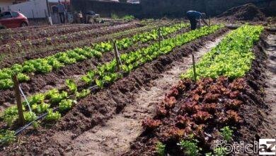 Projeto de hortas urbanas leva alimentos de qualidade à população