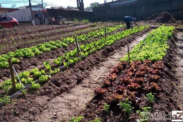 Projeto de hortas urbanas leva alimentos de qualidade à população