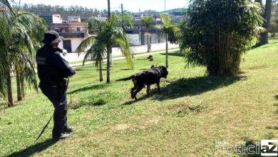 Cachorros da GCM atuam em buscas de desaparecidos