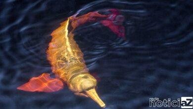 ICMBio: Brasil tem 1,2 mil espécies da fauna ameaçadas de extinção