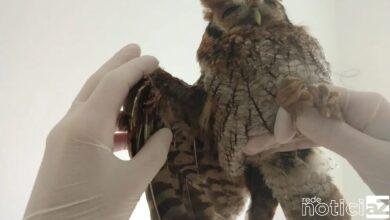 Mata Ciliar de Jundiaí (SP) já atendeu mais de 90 animais vítimas de acidentes com linha de pipa