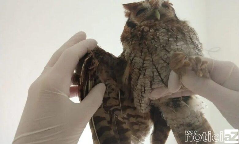 Mata Ciliar de Jundiaí (SP) já atendeu mais de 90 animais vítimas de acidentes com linha de pipa