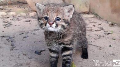 Gato-palheiro é transferido da Mata Ciliar para instituição especializada
