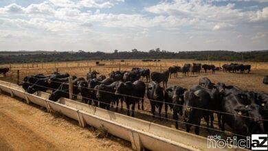 IBGE: pecuária brasileira colecionou recordes em 2022