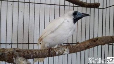 Araponga é enviada a Mata Ciliar de Jundiaí após apreensão