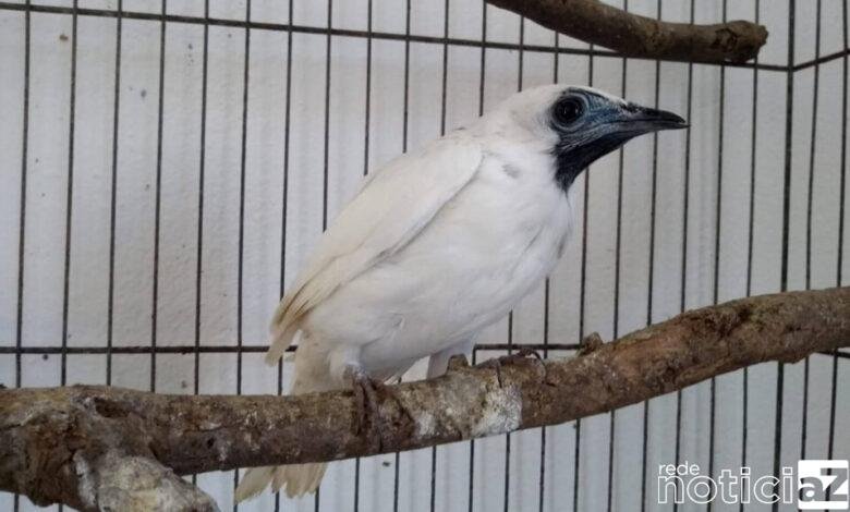 Araponga é enviada a Mata Ciliar de Jundiaí após apreensão