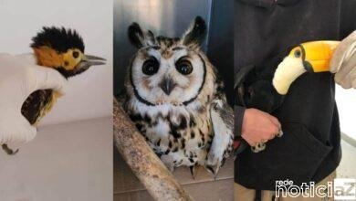 Mata Ciliar recebe em 7 dias três animais com ferimentos de linha de pipas