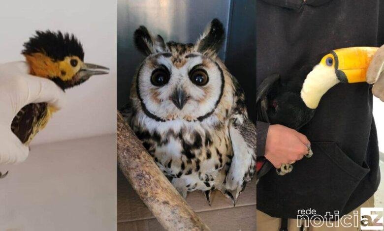 Mata Ciliar recebe em 7 dias três animais com ferimentos de linha de pipas