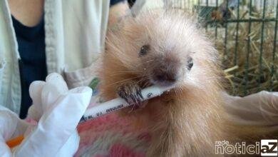 Mata Ciliar recebe diversos filhotes de ouriço-cacheiro