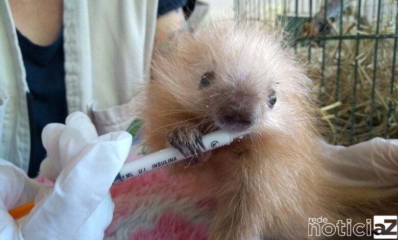 Mata Ciliar recebe diversos filhotes de ouriço-cacheiro