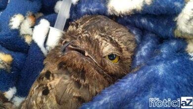 Urutau é encaminhado para Mata Ciliar após ser encontrado caído em Jundiaí