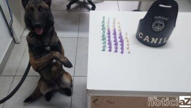 VÍDEO - Cão do Canil da Guarda Municipal de Jundiaí auxiliam na apreensão de drogas