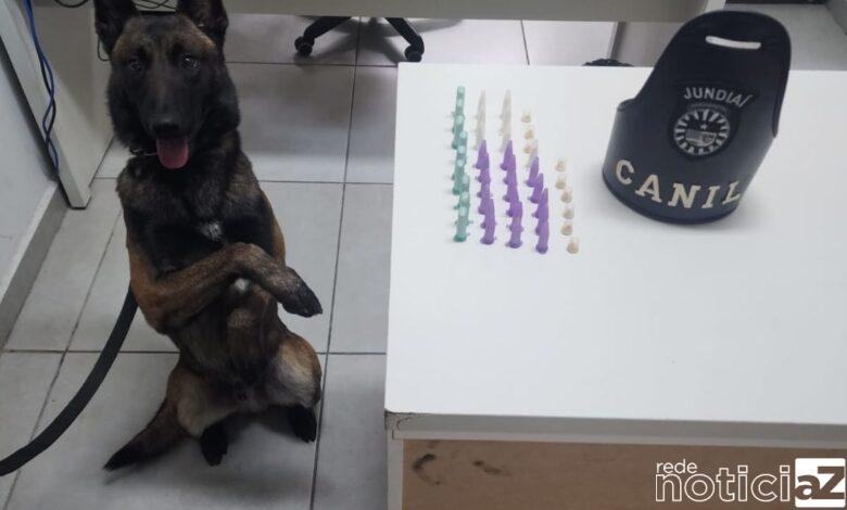VÍDEO - Cão do Canil da Guarda Municipal de Jundiaí auxiliam na apreensão de drogas