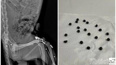 Mata Ciliar registra aumento no resgate de animais