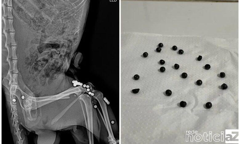 Mata Ciliar registra aumento no resgate de animais