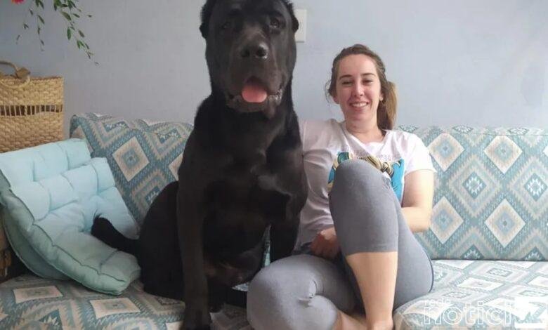 Cachorro some de hotel para pets em Jundiaí