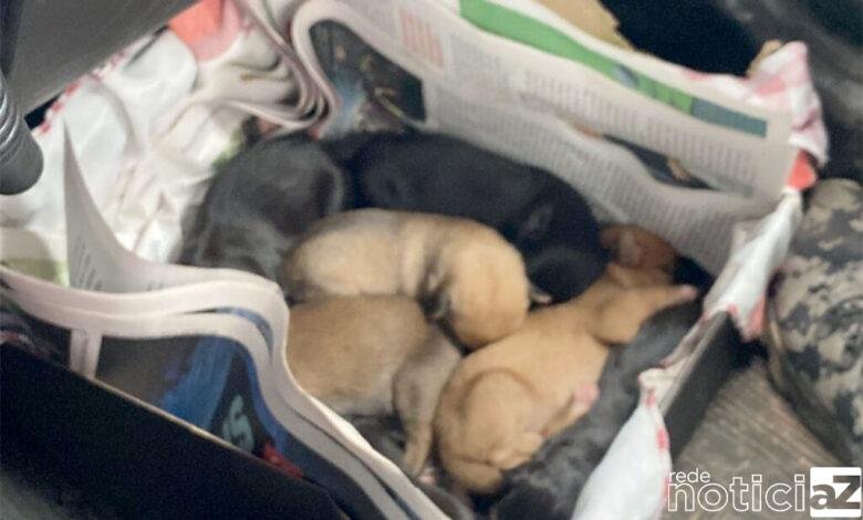 Filhotes em situação de risco são resgatados pela Defesa Civil