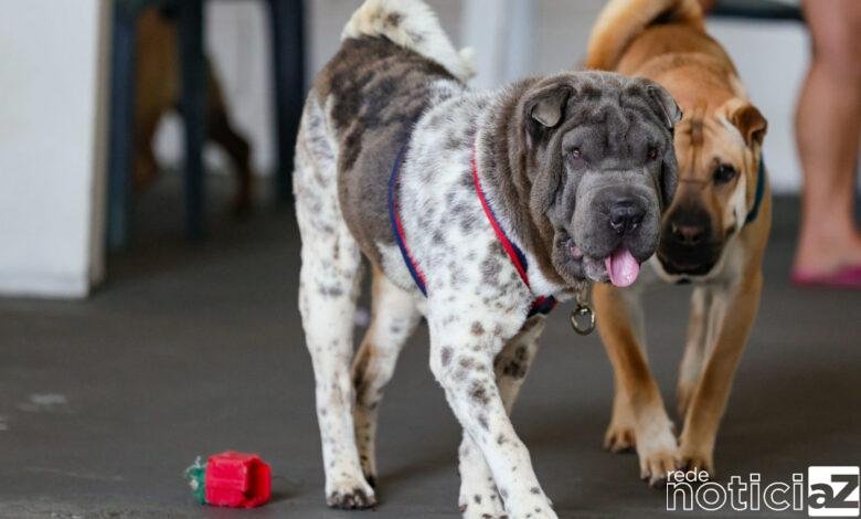 Cães recuperados de canil irregular estão disponíveis para tutela provisória