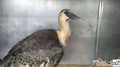 Duas Curicacas são resgatadas pela Associação Mata Ciliar de Jundiaí