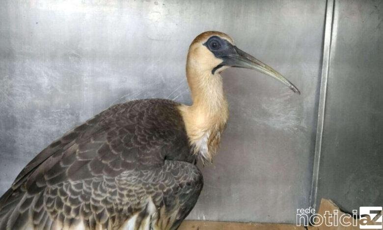 Duas Curicacas são resgatadas pela Associação Mata Ciliar de Jundiaí