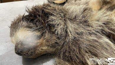 Mata Ciliar resgata bicho-preguiça macho de Itatiba