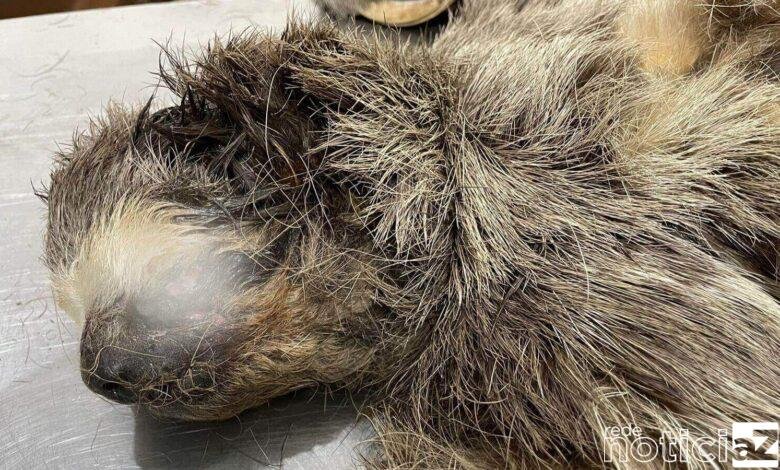 Mata Ciliar resgata bicho-preguiça macho de Itatiba