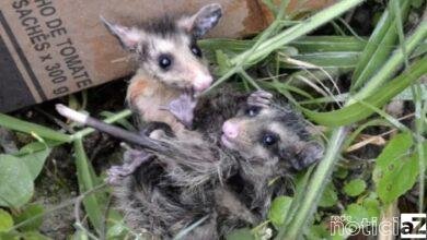 Cinco gambás são devolvidos a seu habitat natural