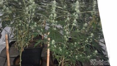 DIG descobre plantação de maconha