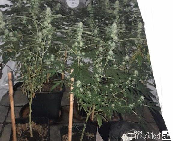 DIG descobre plantação de maconha