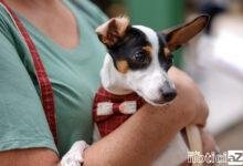 Mutirão de castração